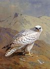 Archibald Thorburn A Greenland or Gyr Falcon painting
